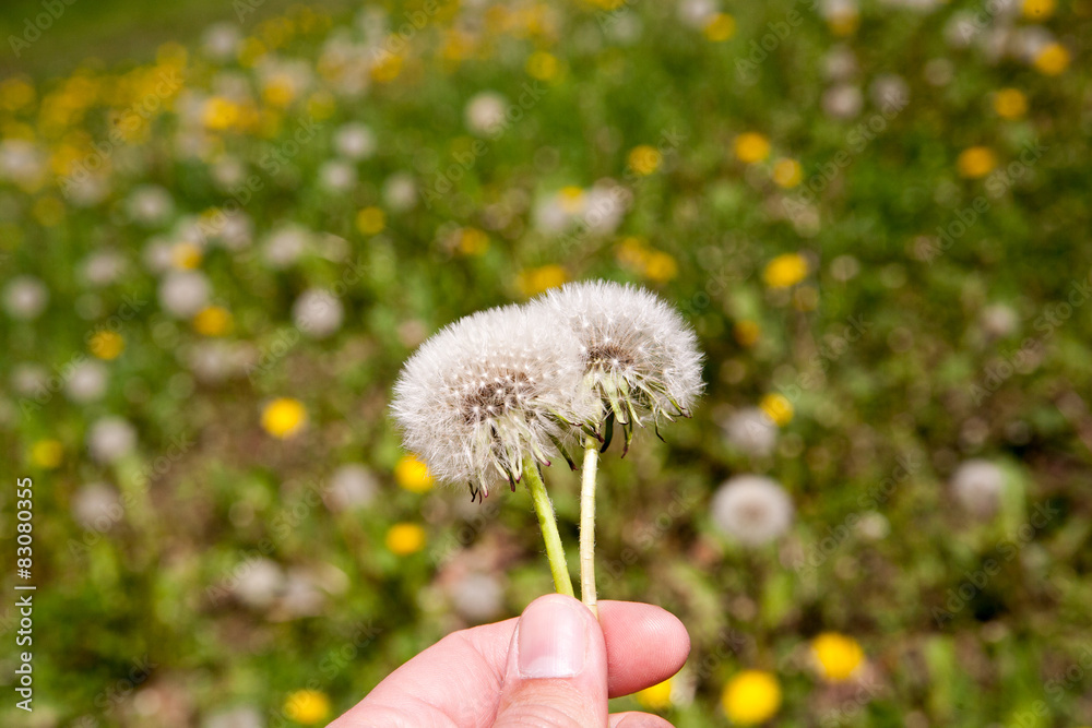 Fototapeta premium dandelion