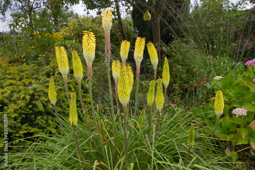 Fototapeta Naklejka Na Ścianę i Meble -  Yellow Kniphofia blooming in English country garden.