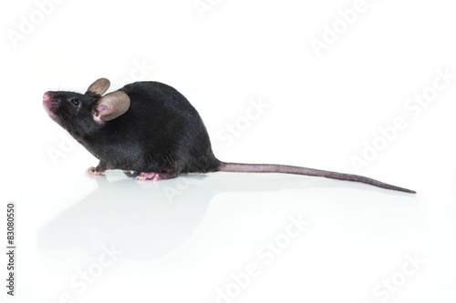Black mouse looking up
