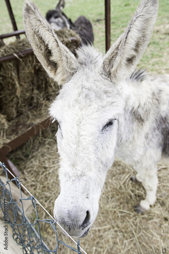 Donkey on a farm © esebene