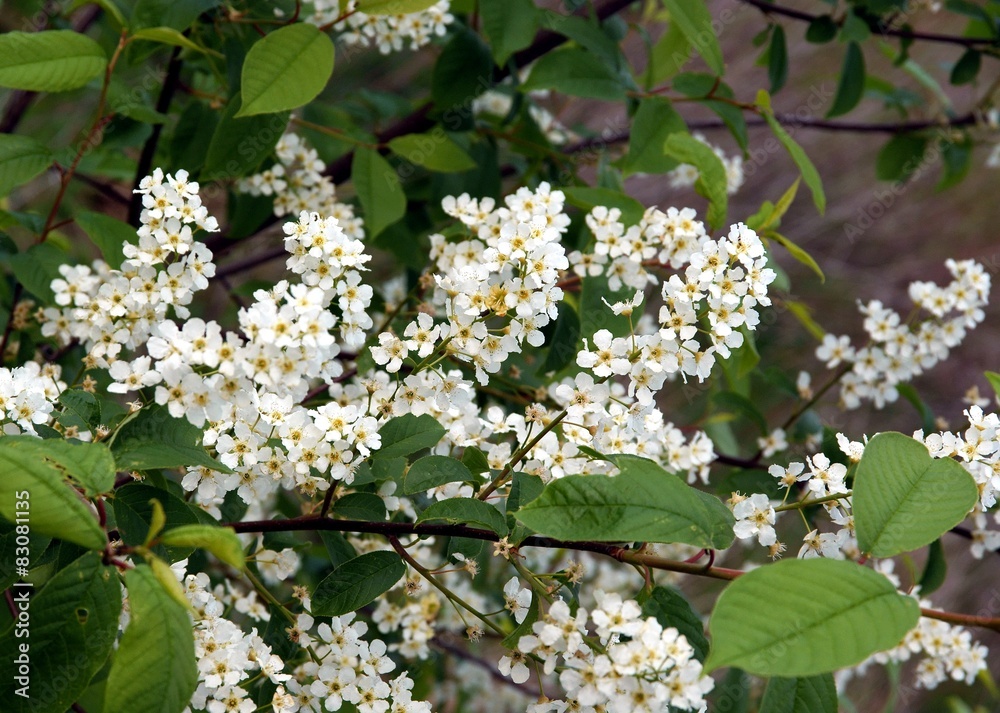 black cherry tree with white,fragrant flowers black cherry tree with white,fragrant flowers