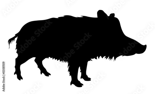Wild pig