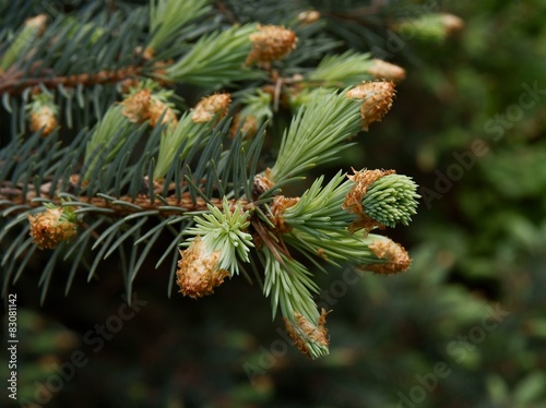 spruce tree with growing buds