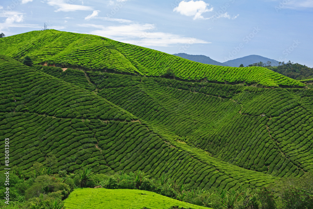 Fototapeta premium Boh Tea Plantation, Cameron Highlands, Malaysia
