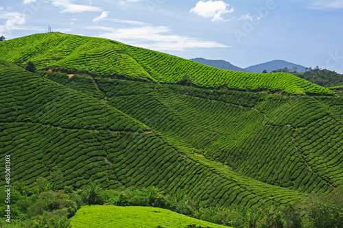 Boh Tea Plantation, Cameron Highlands, Malaysia