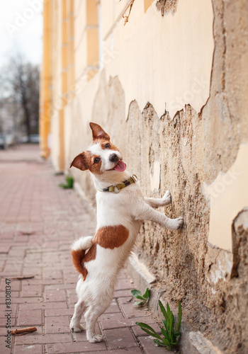 Fototapeta Naklejka Na Ścianę i Meble -  Dog Jack Russell Terrier