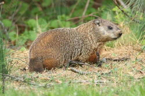 Groundhog (Marmota monax)