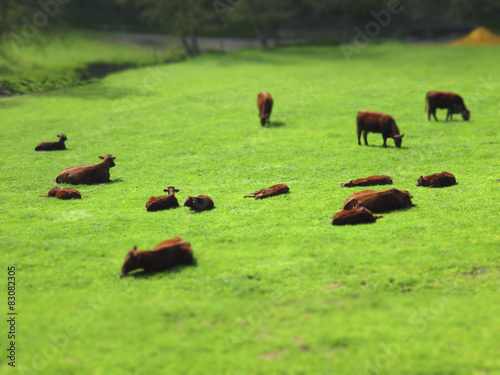Fotografie Vaches dans le pré - Effet tilt shift