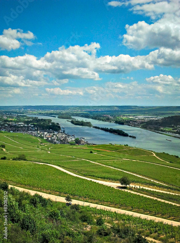 Weinreben im Rheingau am Rhein