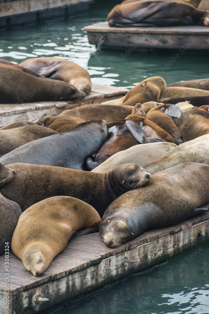 Fototapeta premium Sea lion at Pier 39, San Francisco