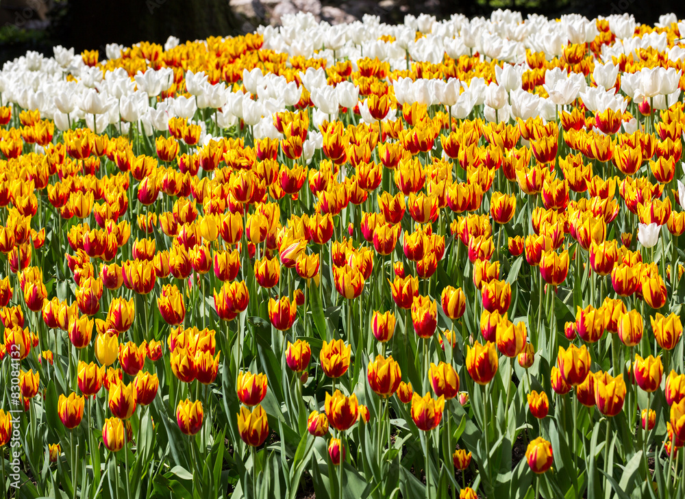 Tulipes jaunes et blanches