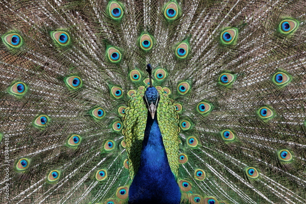 Obraz premium Blauer Pfau von vorne
