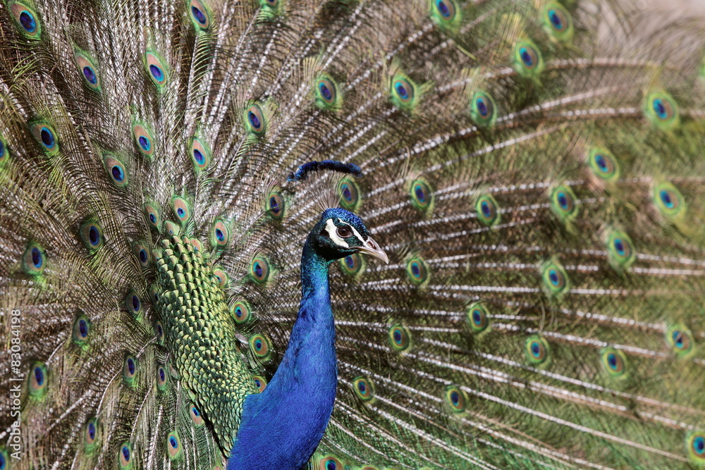 Obraz premium Blauer Pfau balzend