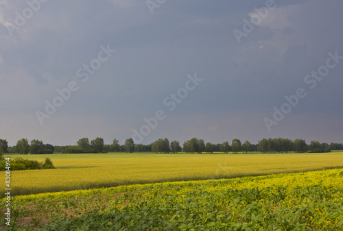 Field after the rain