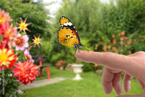 Schmetterling 158
