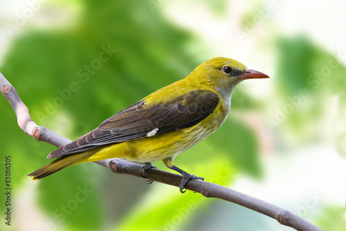 Golden oriole female on a branch