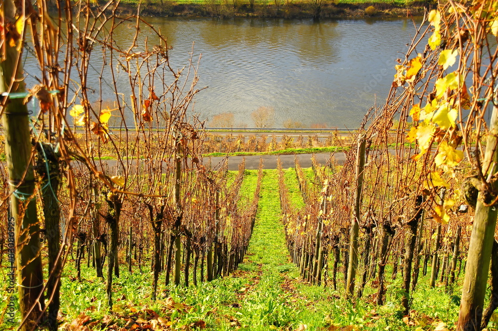 Naklejka premium bunte Weingärten im Herbst