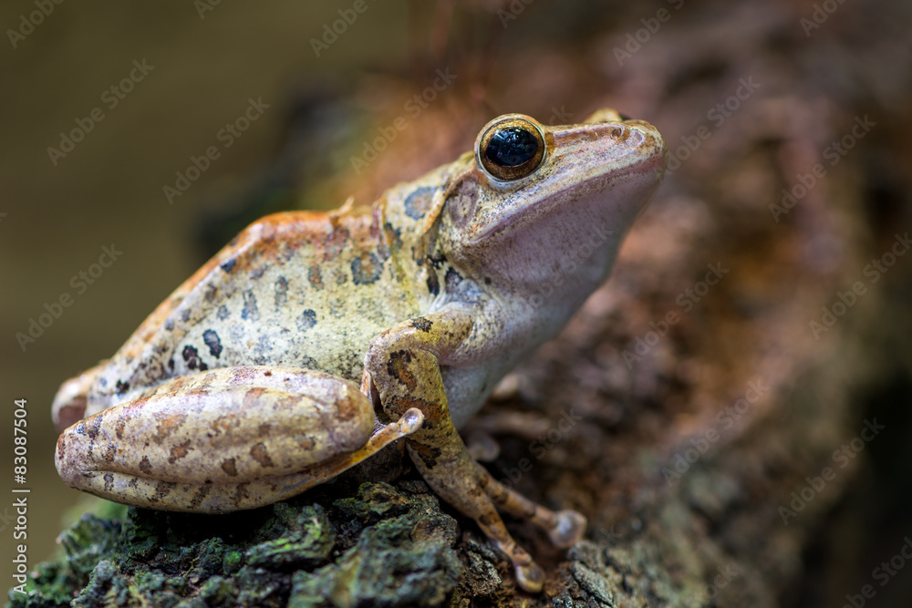 Spot-legged Tree Frog Spot-legged Tree Frog