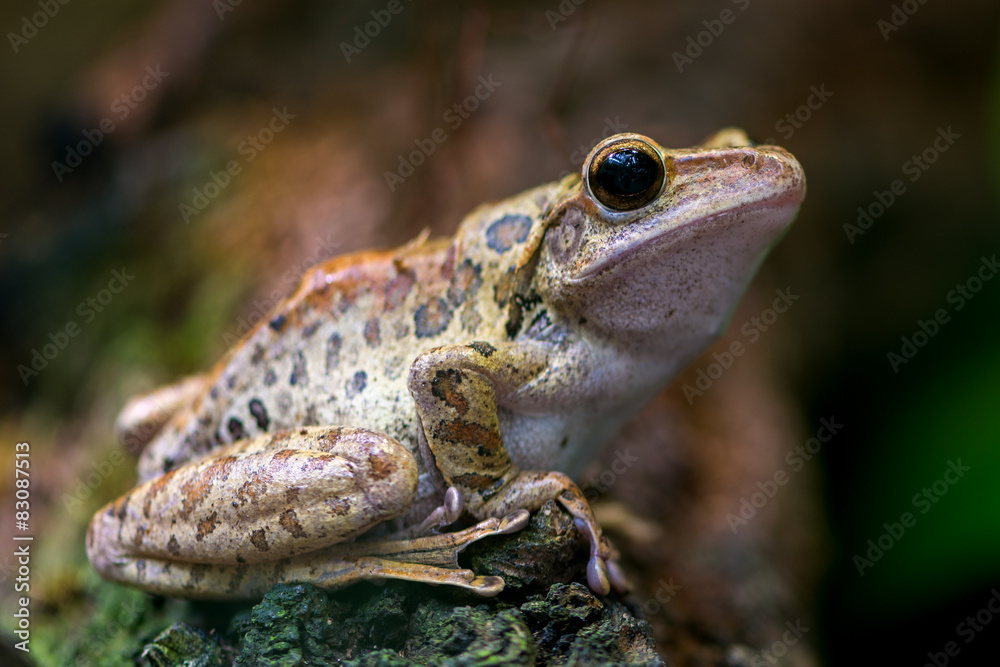 Obraz premium Spot-legged Tree Frog