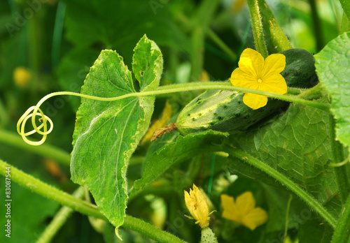 cucumber and tendril