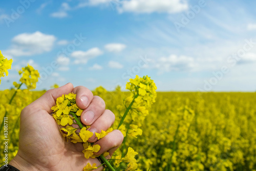 Field of yellow plants with a hand in the foreground
