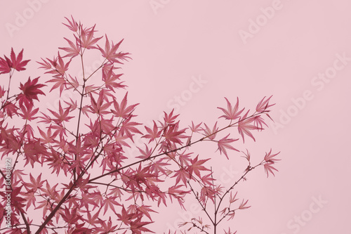 maple foliage (Acer Palmatum Shindeshojo) shallow DOF background