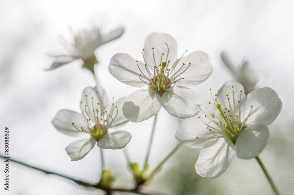 Flowering cherry tree branch Flowering cherry tree branch