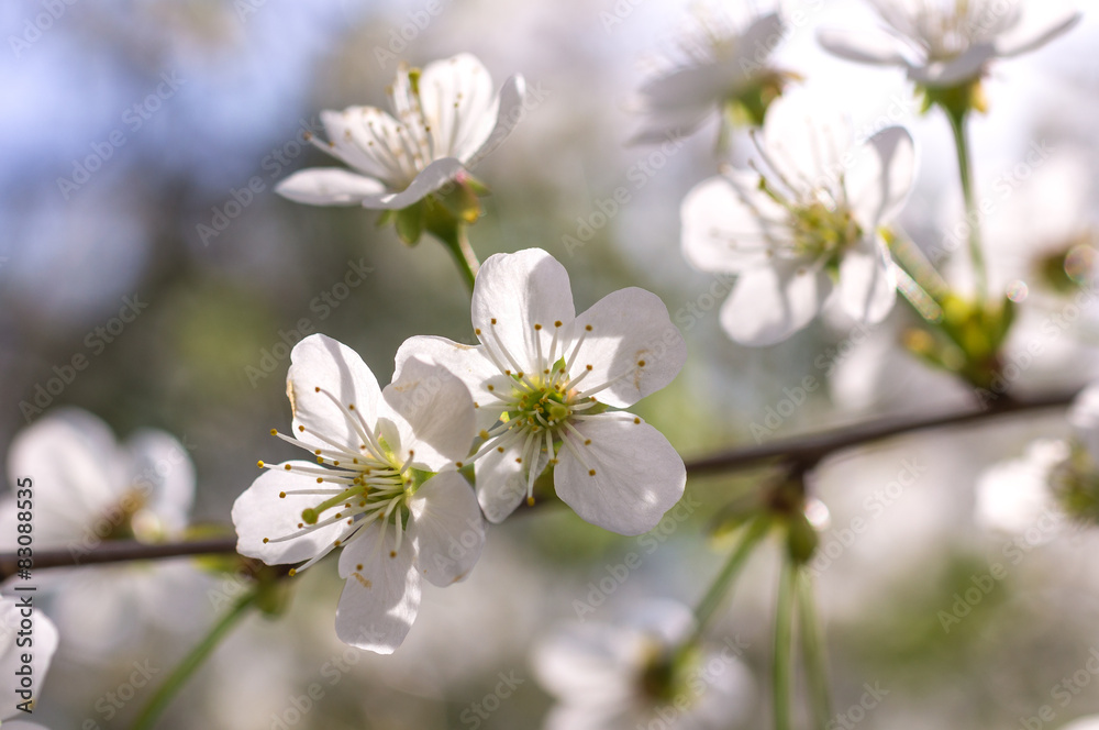 Flowering cherry tree branch