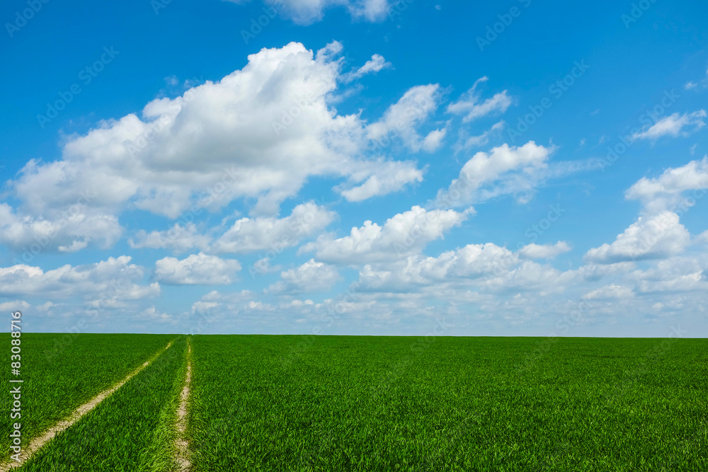 Obraz premium grass road with sky 