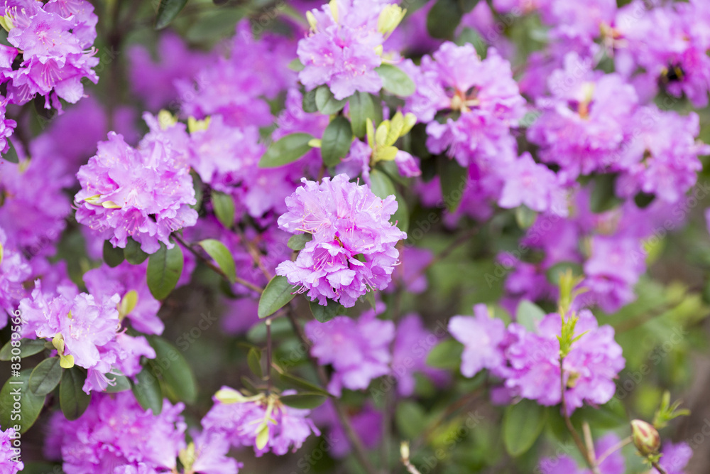 Rhododendron bloom in spring. Beautiful picture. Rhododendron bloom in spring. Beautiful picture.