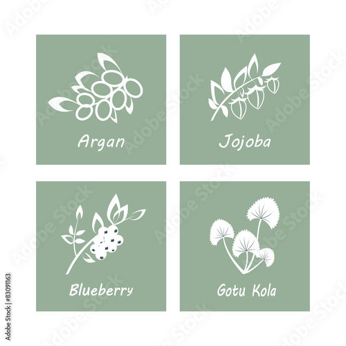 Collection of Herbs . Natural Supplements. Argan, Gotu Kola