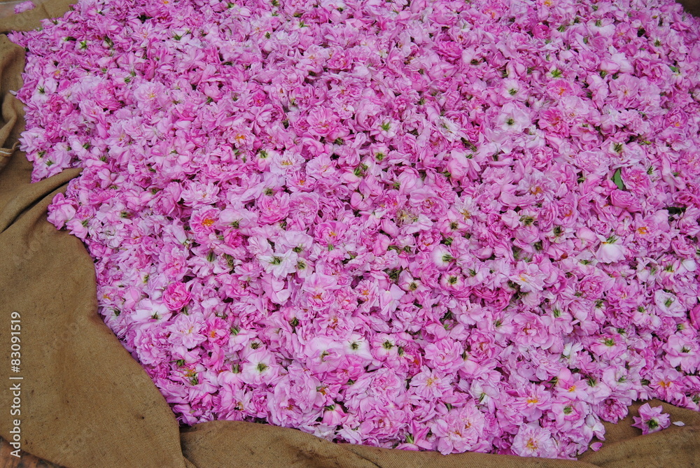 Obraz premium Rose Centifolia