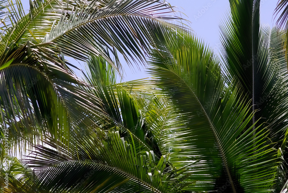 Palm trees and sky