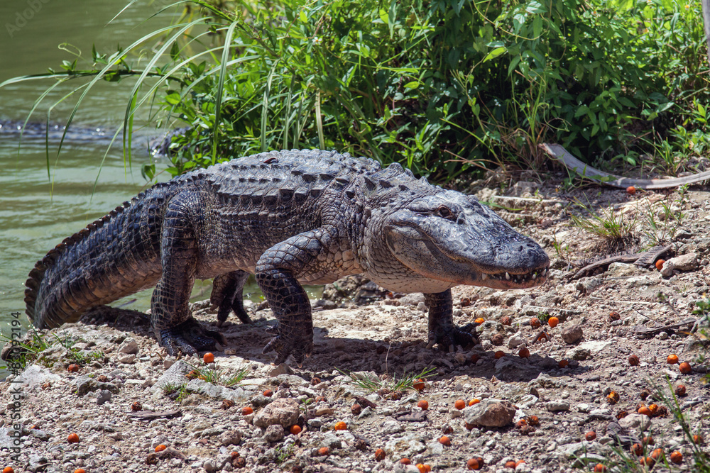 Naklejka premium Alligator