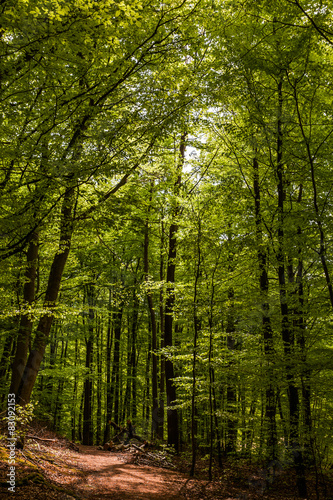 Wald im Frühling © Angelika Bentin