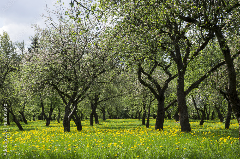 Fototapeta premium Apple Blossom
