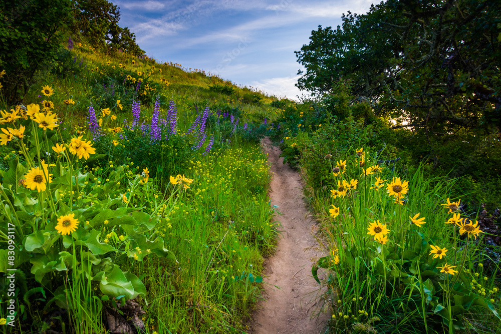 Obraz premium Wildflowers along a trail, at Tom McCall Nature Preserve, Columb