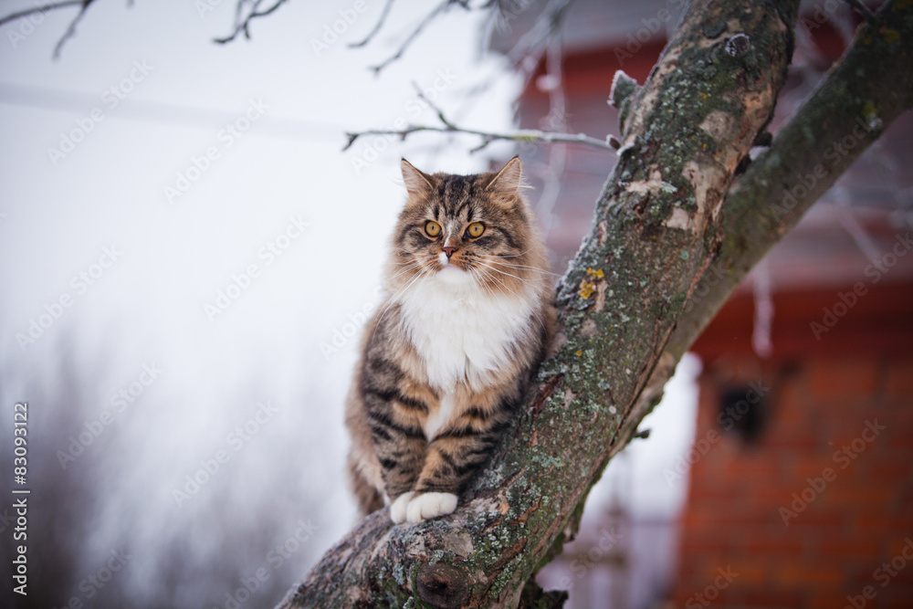 Striped fluffy cat on a winter walk Striped fluffy cat on a winter walk