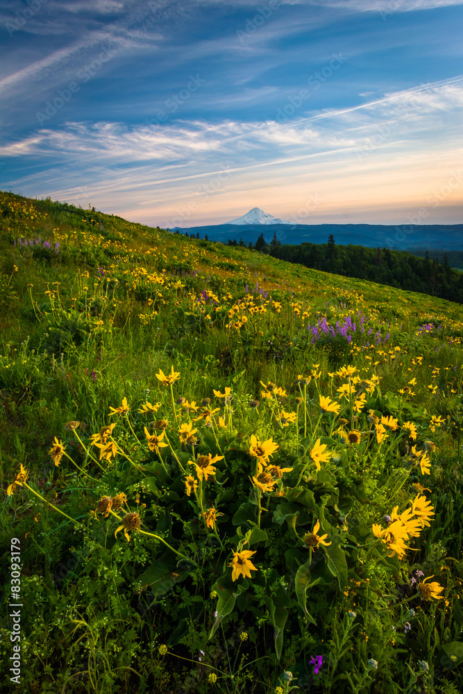 Wildflowers and view of Mount Hood from Tom McCall Point, Columb