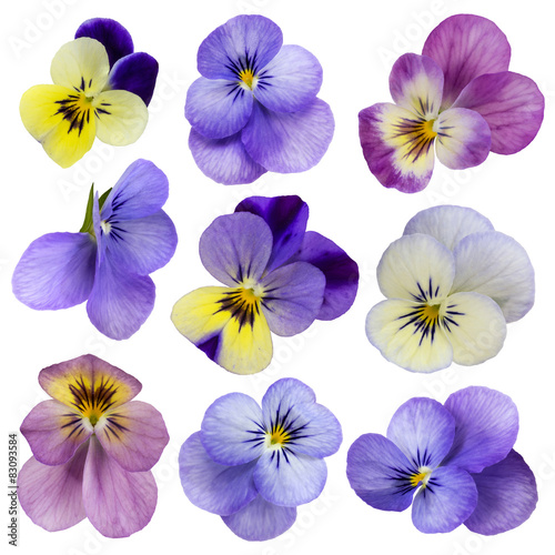 Fototapeta Naklejka Na Ścianę i Meble -  Viola flowers