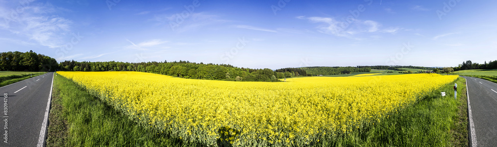 Spring countryside of yellow rapeseed fields in bloom