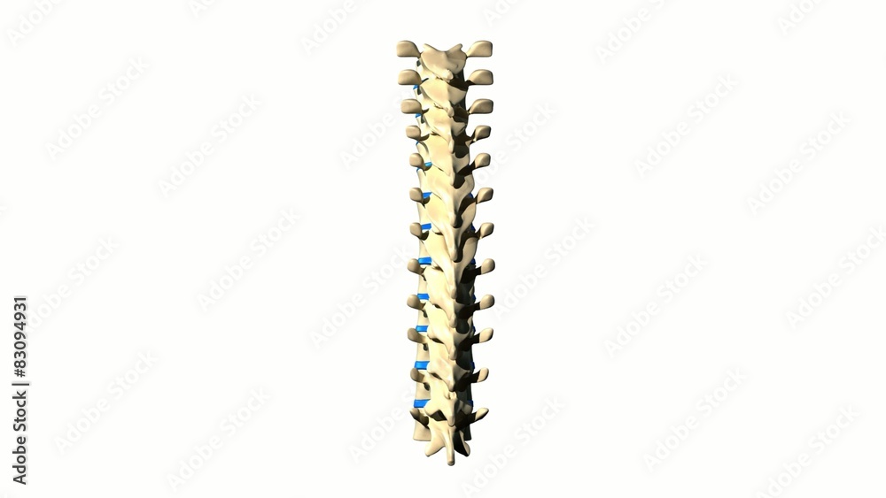Anatomy THORACIC isolated loopable Anatomy THORACIC isolated loopable