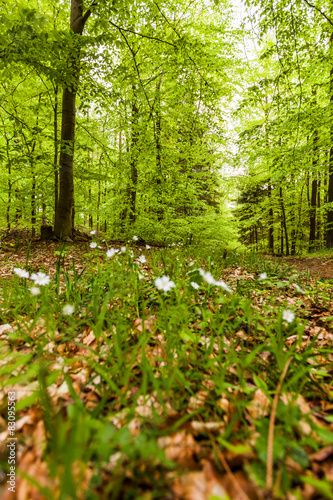 Wald im Frühling © Angelika Bentin