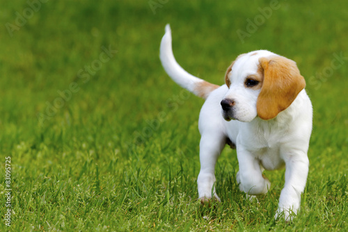 Obraz na plátně Cute beagle puppy