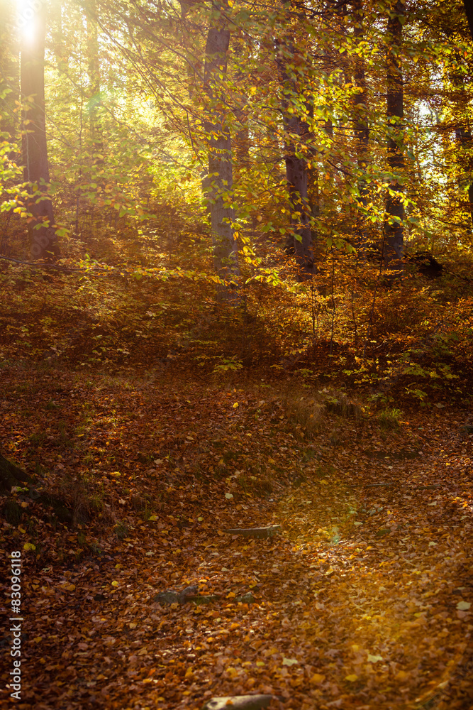 Obraz premium Sunbeams trough trees in park