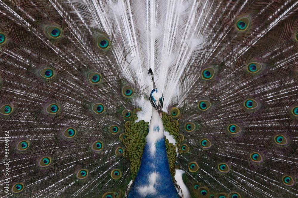 Obraz premium Balzender Pfau