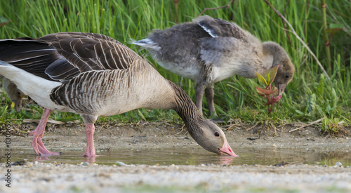 geese  Anser anser  - Lake Neusiedl
