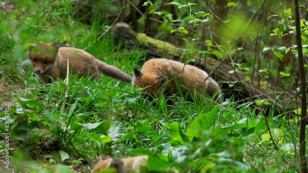 Fuchswelpen am Fuchsbau