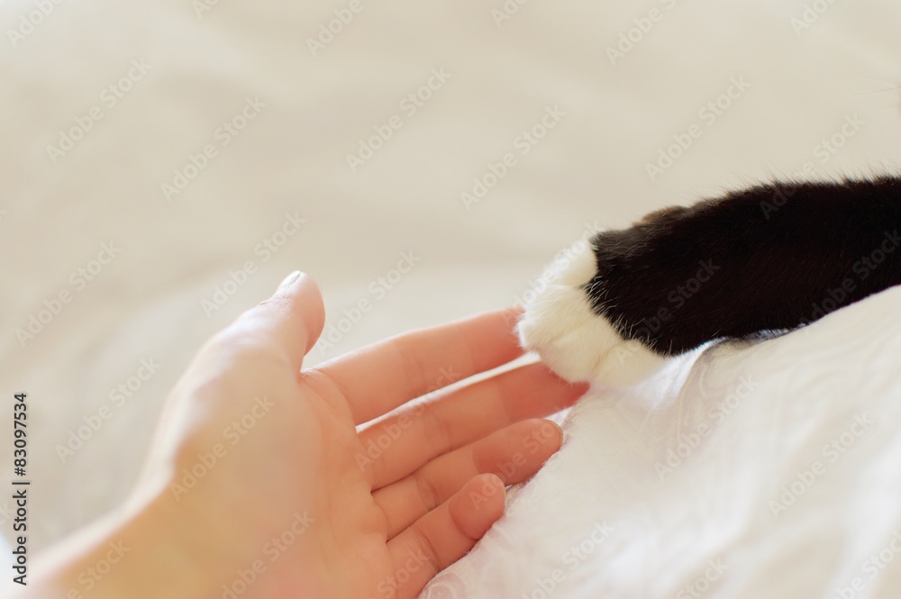 Obraz premium cat foot and human hand
