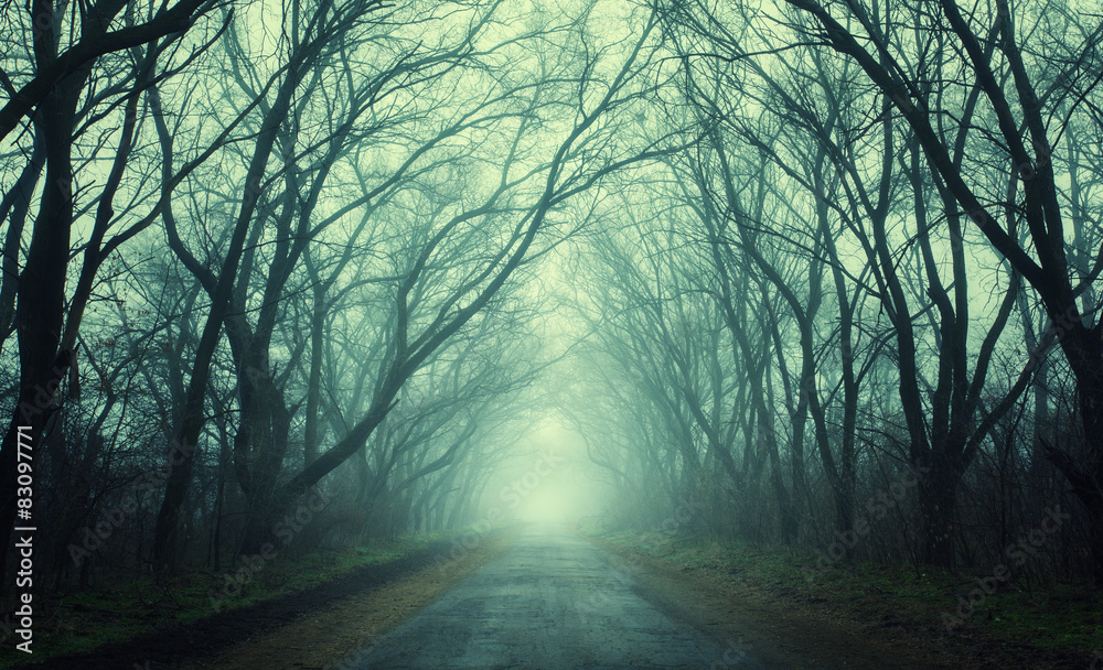 Fototapeta premium Mysterious dark autumn forest in green fog with road, trees